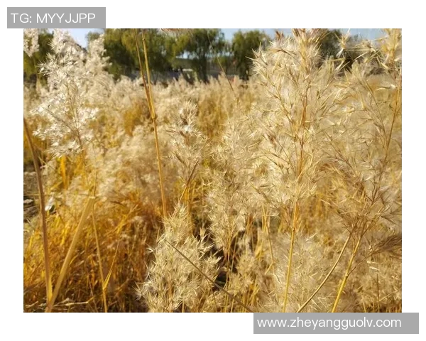 黄磊专访:畅谈网球生涯与成长历程的点滴回忆 黄磊专访:畅谈网球生涯与成长历程的点滴回忆